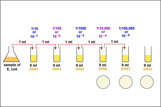 BIOL 230 Lecture Guide - Dilutions